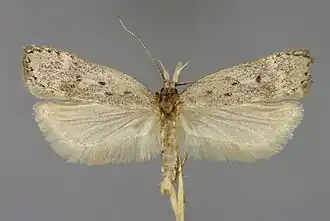 Dichomeris juniperella