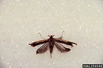 Dichomeris ligulella