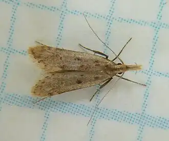 Dichomeris punctipennella