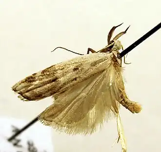 Dichomeris rasilella