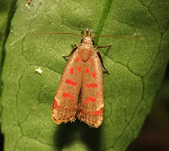 Dichomeris sandycitis