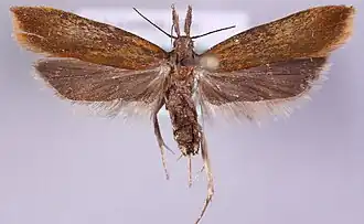 Roestkleurige palpmot