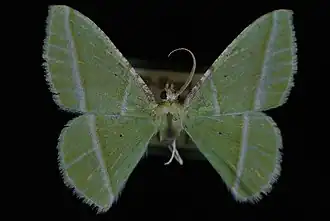 Dichorda consequaria