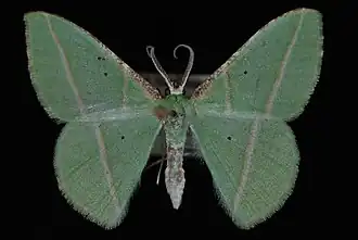 Dichorda illustraria