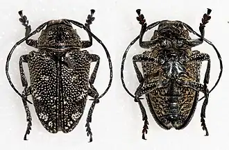 Dichostatoides