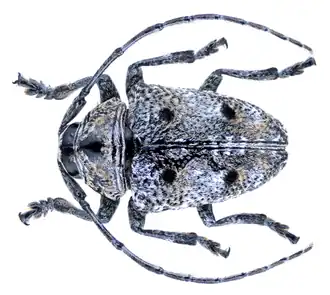 Dichostates quadripunctatus