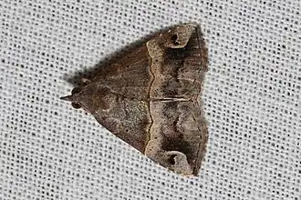 Dichromia erastrialis