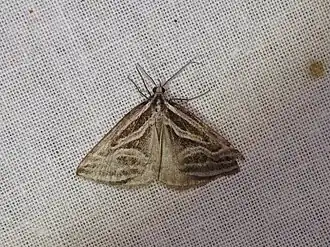 Dichromodes confluaria