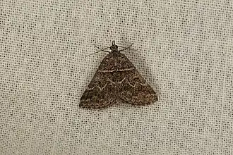 Dichromodes explanata