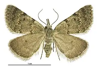 Dichromodes sphaeriata