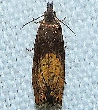 Dichrorampha bittana