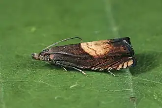 Dichrorampha heegerana