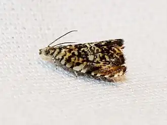 Dichrorampha leopardana