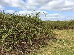 Een derivaatgemeenschap van dijkviltbraam.