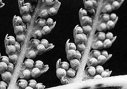 urnvormig indusium (Dicksonia antarctica)