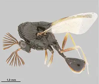 Dicoelothorax platycerus
