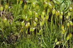Kroppluisjesmos (Dicranella cerviculata)