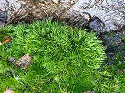Gewoon pluisjesmos (Dicranella heteromalla)
