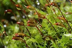 Hakig greppelmos (Dicranella schreberiana)