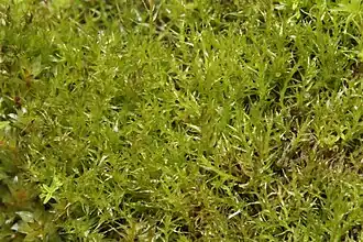 Knolletjesgreppelmos