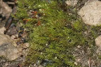 Kleigreppelmos (Dicranella varia)