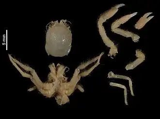 Dicranodromia crosnieri