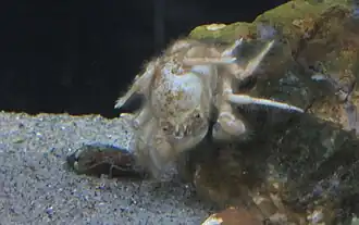 Dicranodromia doederleini