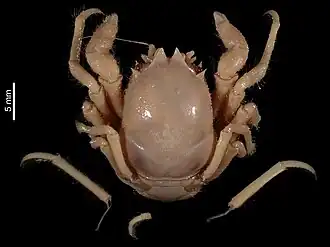 Dicranodromia foersteri