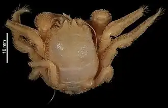 Dicranodromia karubar