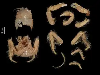 Dicranodromia nagaii