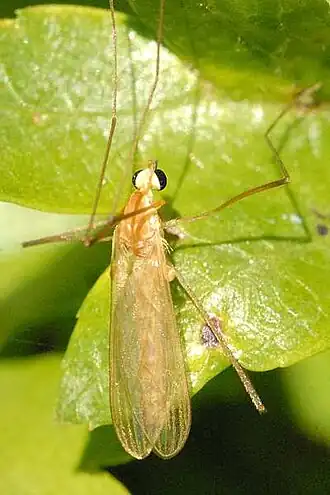 Dicranomyia (Dicranomyia) autumnalis