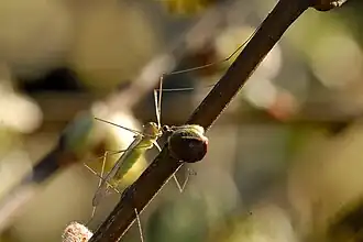 Dicranomyia (Dicranomyia) mitis