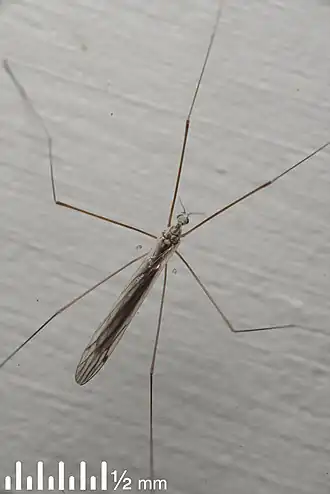 Dicranomyia (Dicranomyia) aegrotans