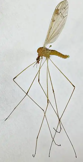 Dicranomyia (Dicranomyia) didyma