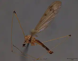 Dicranomyia (Dicranomyia) luteipennis