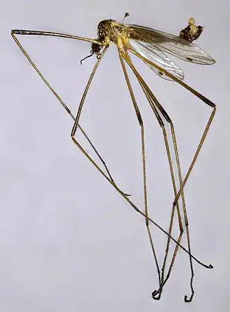 Dicranomyia (Idiopyga) melleicauda