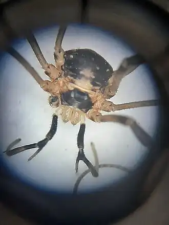 Dicranopalpus larvatus