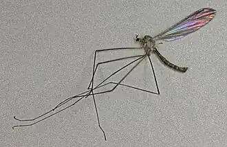 Dicranota (Paradicranota) subtilis