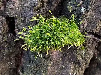 Gewoon sikkelsterretje