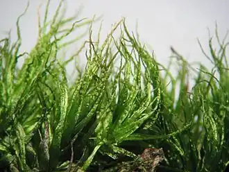 Moerasgaffeltandmos (Dicranum bonjeanii )