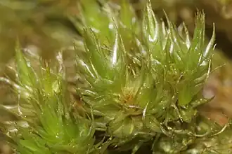 Gekroesd gaffeltandmos