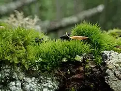 Bros gaffeltandmos (Dicranum tauricum)