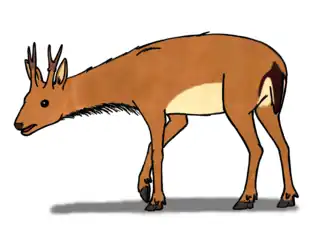 Dicrocerus