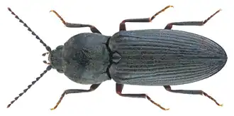 Dicronychus equisetioides
