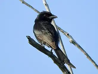 Aldabradrongo