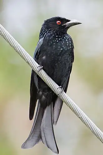 Glansvlekdrongo