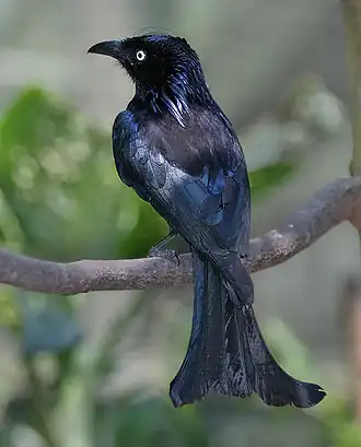 Haarkuifdrongo