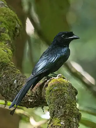 Ceylonese kuifdrongo