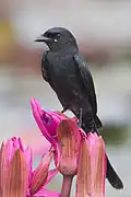 Koningsdrongo (Dicrurus macrocercus)