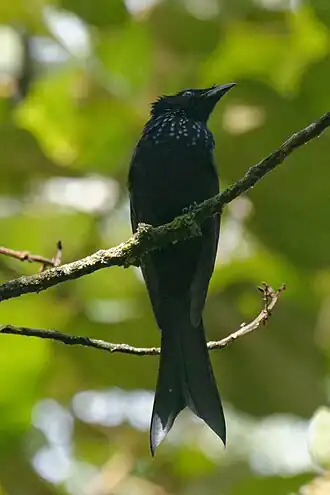 Sulawesibergdrongo